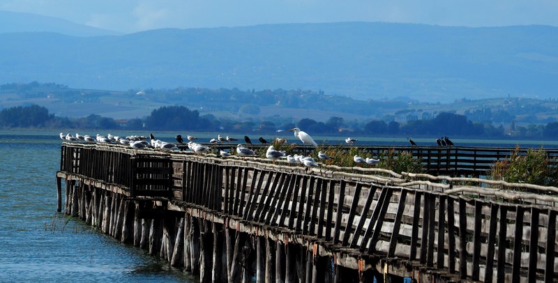 Un Pontile pieno di Uccelli